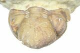 Enrolled Kainops Trilobite - Black Cat Mountain, Oklahoma #362991-3